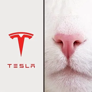 V.I.C (VERY IMPORTANT CATS)