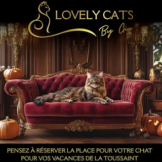 LovelyCats est un service professionnel de garde de chats à domicile 7j/7.