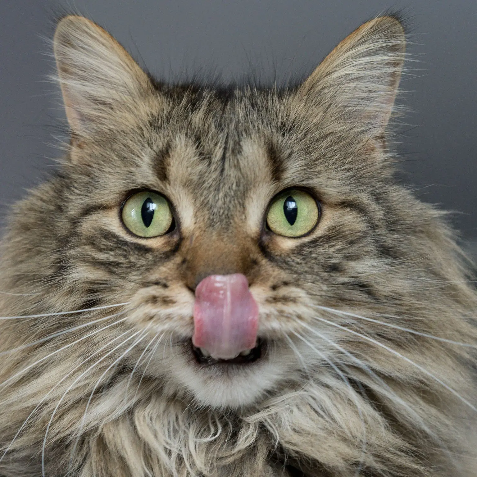 Chat à poils longs, formule Silver