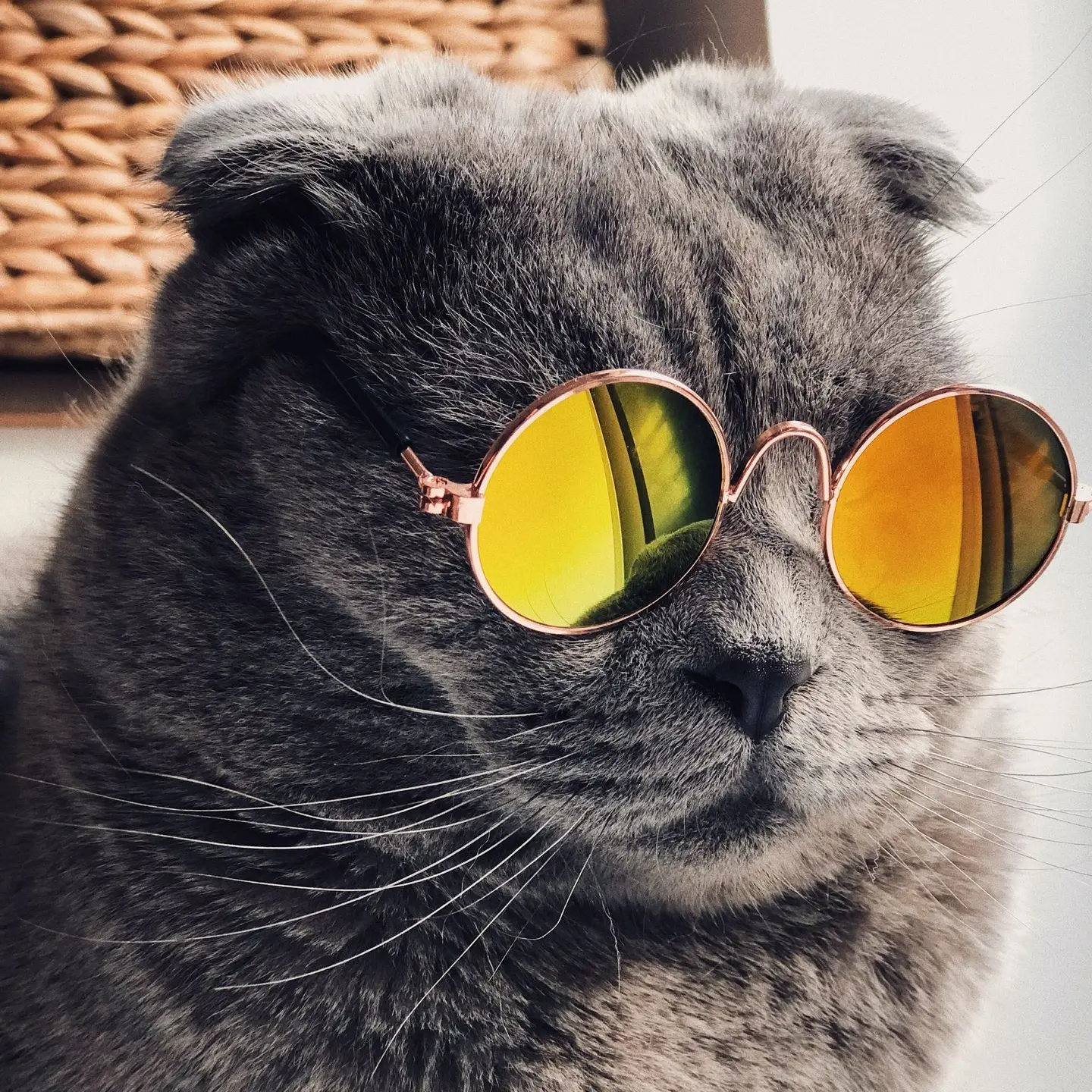 Chat gris à lunettes de soleil, formule Platinum