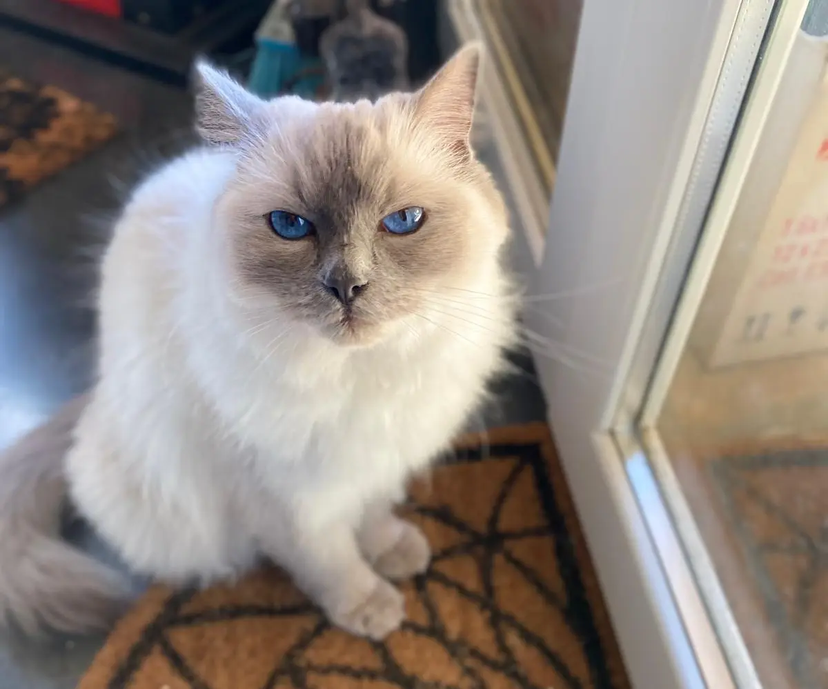 Taïna