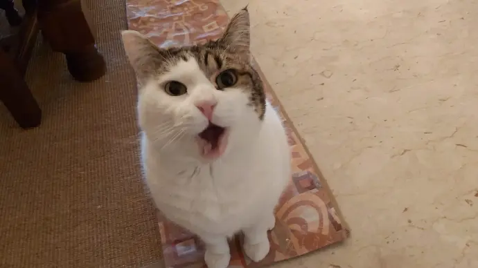 Jenny