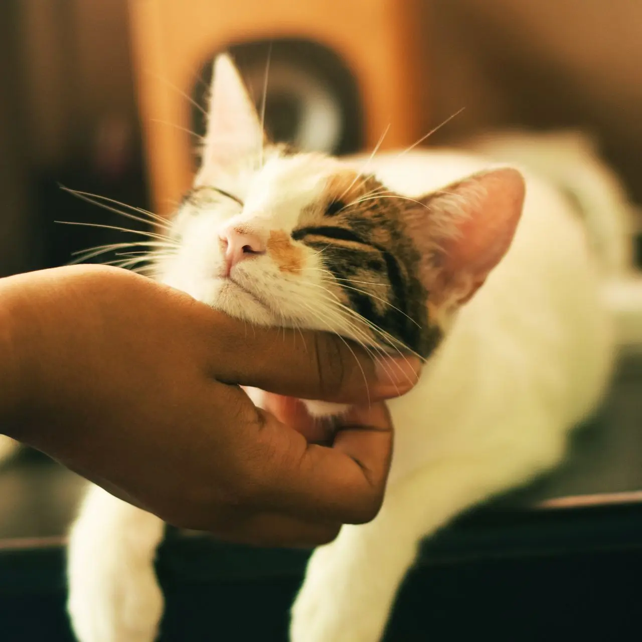 Chat caressé sous le menton, formule Gold